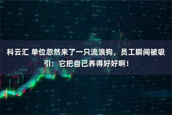 科云汇 单位忽然来了一只流浪狗,员工瞬间被吸引:它把自己养得好好啊!
